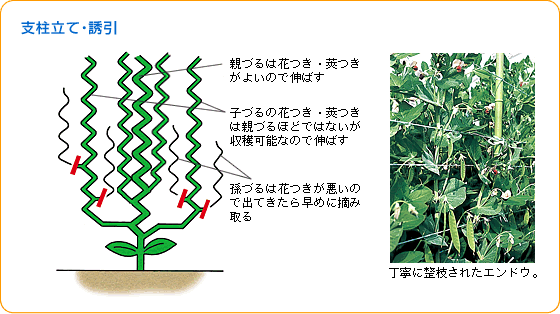 エンドウ 野菜 山田式家庭菜園教室 調べる タキイ種苗株式会社