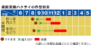 ハクサイ 野菜 山田式家庭菜園教室 Dr 藤目改訂版 調べる タキイ種苗株式会社