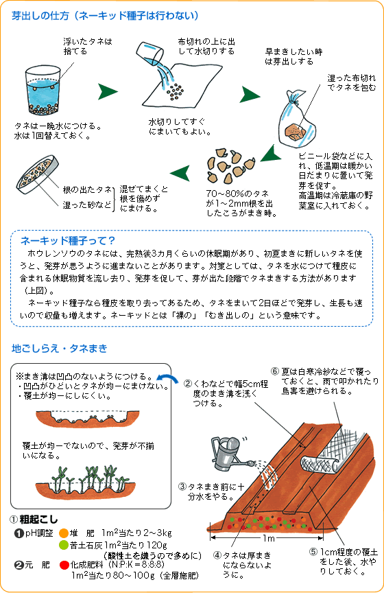 芽出しの仕方