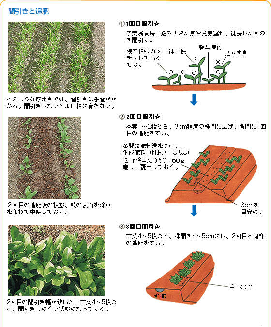 ホウレンソウ 野菜 山田式家庭菜園教室 調べる タキイ種苗株式会社