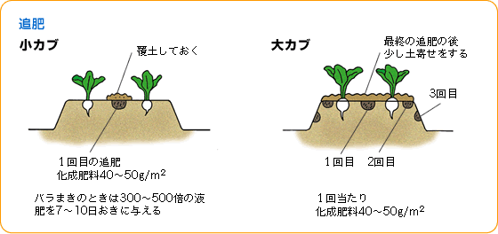 カブ 野菜 山田式家庭菜園教室 Dr 藤目改訂版 調べる タキイ種苗株式会社