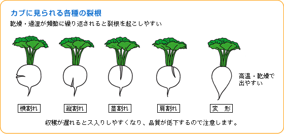 カブ 野菜 山田式家庭菜園教室 Dr 藤目改訂版 調べる タキイ種苗株式会社