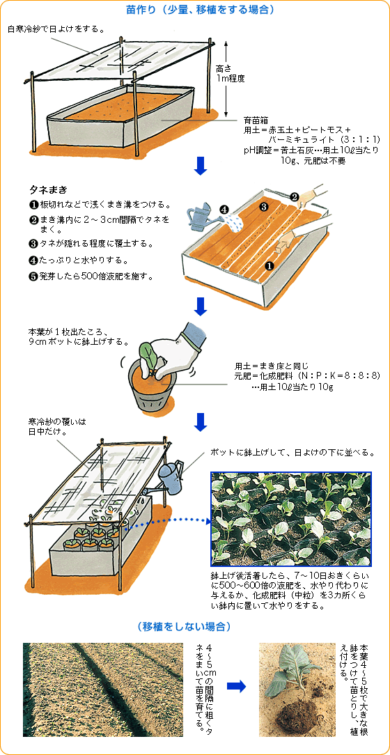 キャベツ 野菜 山田式家庭菜園教室 調べる タキイ種苗株式会社