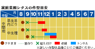 レタス 野菜 山田式家庭菜園教室 調べる タキイ種苗株式会社