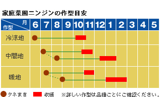 ニンジン 野菜 山田式家庭菜園教室 Dr 藤目改訂版 調べる タキイ種苗株式会社