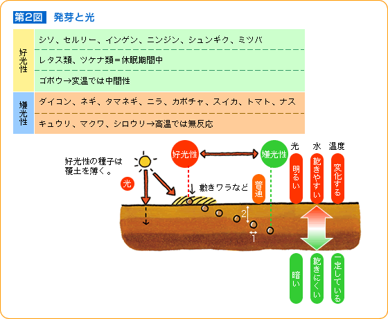 タネの発芽不良の原因と対策 野菜 山田式家庭菜園教室 調べる タキイ種苗株式会社