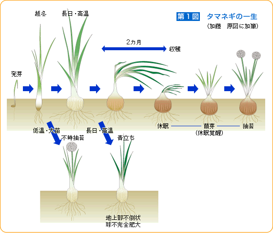 タマネギのタネまき時期は厳守 野菜 山田式家庭菜園教室 調べる タキイ種苗株式会社