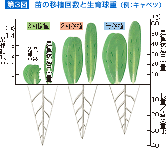 【第3図】苗の移植回数と生育球重(例:キャベツ)