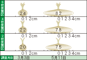 タマネギの葉数と球の横径の変化（山田 1971）