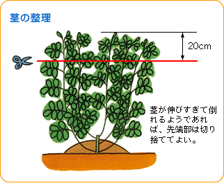 茎の整理