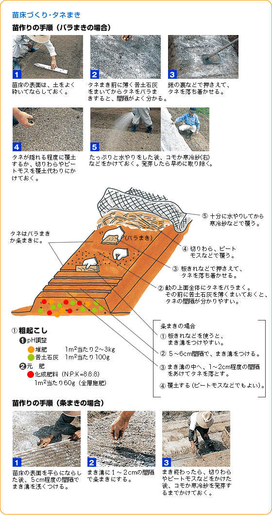 タマネギ 野菜 山田式家庭菜園教室 調べる タキイ種苗株式会社