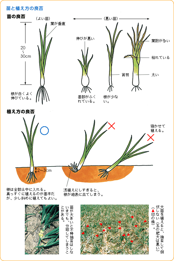 たまねぎ苗または