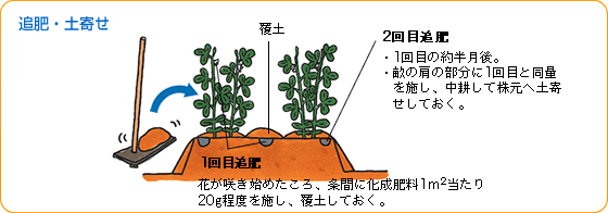 エダマメ 野菜 山田式家庭菜園教室 調べる タキイ種苗株式会社