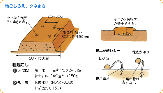 インゲン 野菜 山田式家庭菜園教室 調べる タキイ種苗株式会社 インゲン 野菜 山田式家庭菜園教室 調べる タキイ種苗株式会社