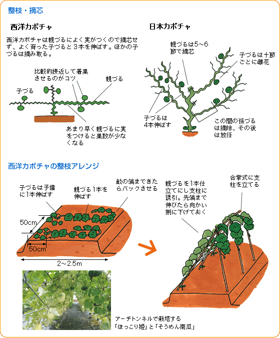 カボチャ 野菜 山田式家庭菜園教室 Dr 藤目改訂版 調べる タキイ種苗株式会社