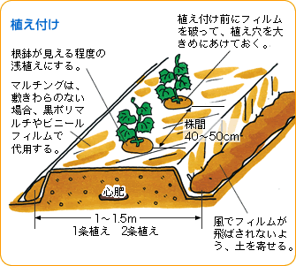 キュウリ 野菜 山田式家庭菜園教室 Dr 藤目改訂版 調べる タキイ種苗株式会社