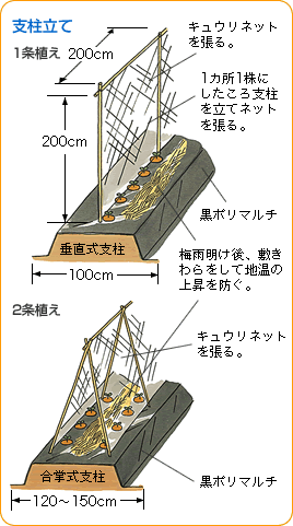 キュウリ 野菜 山田式家庭菜園教室 調べる タキイ種苗株式会社