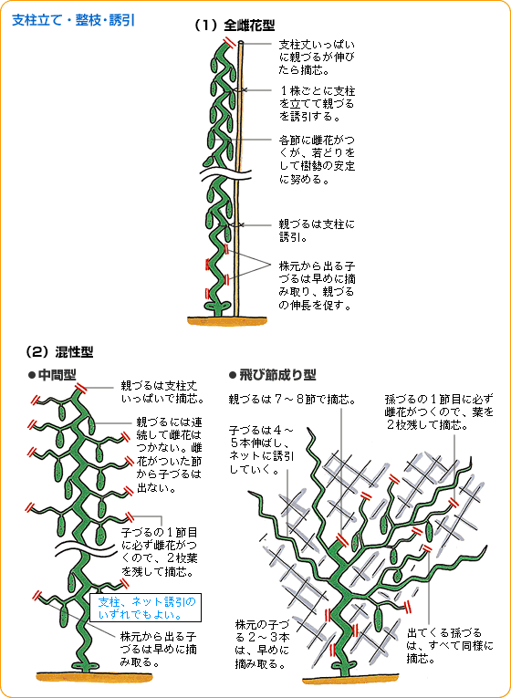 キュウリ 野菜 山田式家庭菜園教室 調べる タキイ種苗株式会社