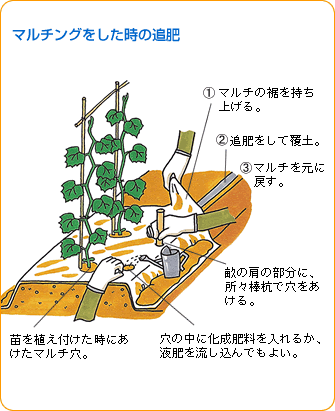 キュウリ 野菜 山田式家庭菜園教室 調べる タキイ種苗株式会社