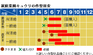 キュウリ 野菜 山田式家庭菜園教室 調べる タキイ種苗株式会社