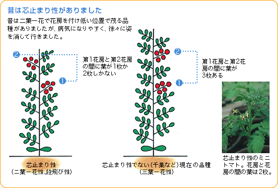 ミニトマト 中玉トマト 野菜 山田式家庭菜園教室 Dr 藤目改訂版 調べる タキイ種苗株式会社