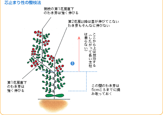 ミニトマト 中玉トマト 野菜 山田式家庭菜園教室 調べる タキイ種苗株式会社