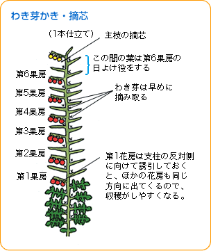 ミニトマト 中玉トマト 野菜 山田式家庭菜園教室 Dr 藤目改訂版 調べる タキイ種苗株式会社