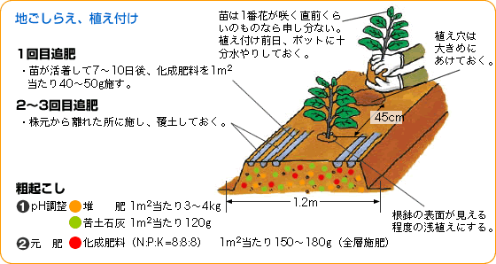 ナス 野菜 山田式家庭菜園教室 調べる タキイ種苗株式会社