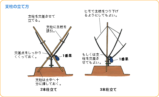 ナス 野菜 山田式家庭菜園教室 Dr 藤目改訂版 調べる タキイ種苗株式会社