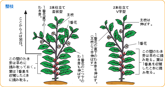 ナス 野菜 山田式家庭菜園教室 Dr 藤目改訂版 調べる タキイ種苗株式会社