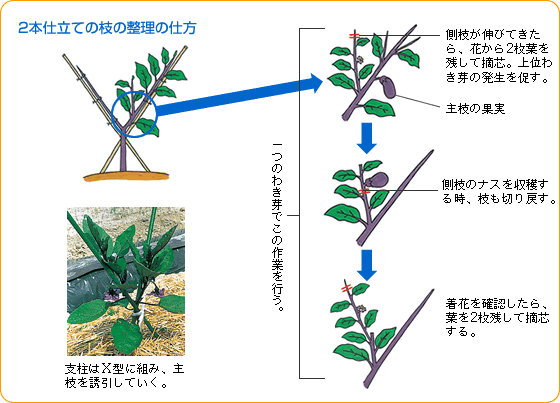 2本仕立ての枝の整理の仕方