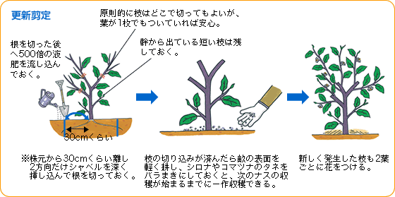 ナス 野菜 山田式家庭菜園教室 Dr 藤目改訂版 調べる タキイ種苗株式会社