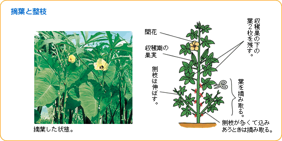 オクラ 野菜 山田式家庭菜園教室 調べる タキイ種苗株式会社