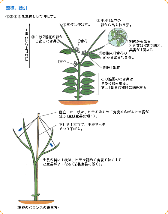 ピーマン 野菜 山田式家庭菜園教室 調べる タキイ種苗株式会社