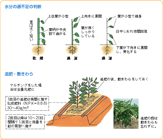 ピーマン 野菜 山田式家庭菜園教室 調べる タキイ種苗株式会社