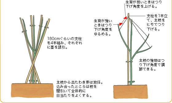 ピーマン 野菜 山田式家庭菜園教室 調べる タキイ種苗株式会社