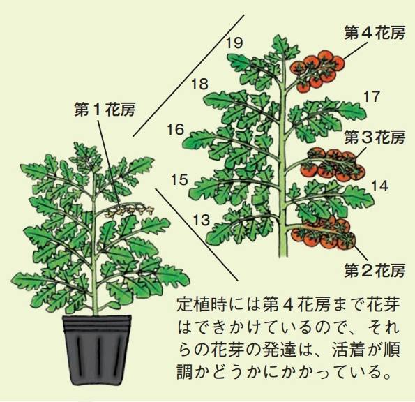 果菜類の失敗しない苗作り 野菜 山田式家庭菜園教室 Dr 藤目改訂版 調べる タキイ種苗株式会社