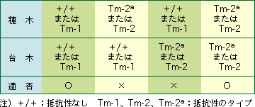 接ぎ木苗を作ってみませんか 野菜 山田式家庭菜園教室 Dr 藤目改訂版 調べる タキイ種苗株式会社