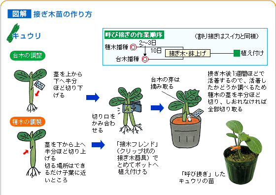 接ぎ木苗を作ってみませんか 野菜 山田式家庭菜園教室 Dr 藤目改訂版 調べる タキイ種苗株式会社