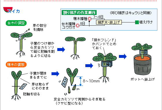 接ぎ木苗を作ってみませんか 野菜 山田式家庭菜園教室 調べる タキイ種苗株式会社