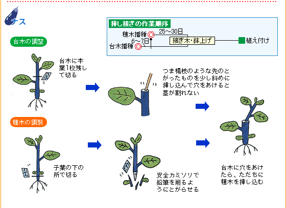 接ぎ木苗を作ってみませんか 野菜 山田式家庭菜園教室 調べる タキイ種苗株式会社