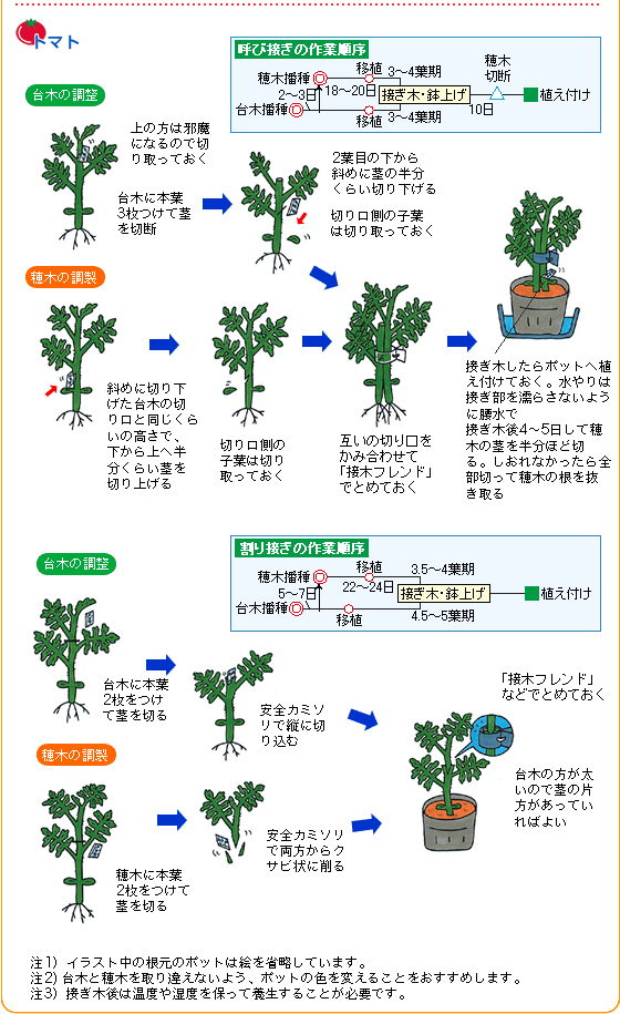 接ぎ木苗を作ってみませんか 野菜 山田式家庭菜園教室 Dr 藤目改訂版 調べる タキイ種苗株式会社