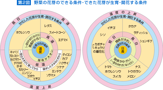 野菜のメカニズム 花芽分化 野菜 山田式家庭菜園教室 調べる タキイ種苗株式会社