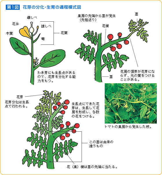 野菜のメカニズム 花芽分化 野菜 山田式家庭菜園教室 調べる タキイ種苗株式会社