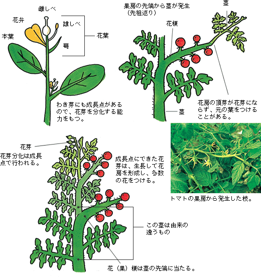 花芽の分化・生育の過程模式図