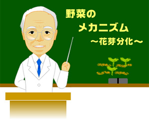 野菜のメカニズム 花芽分化 野菜 山田式家庭菜園教室 調べる タキイ種苗株式会社