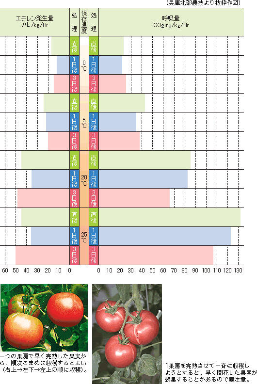 完熟トマトの収穫後の呼吸量とエチレン発生量