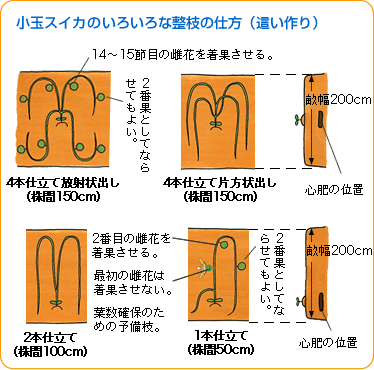 スイカ 野菜 山田式家庭菜園教室 Dr 藤目改訂版 調べる タキイ種苗株式会社