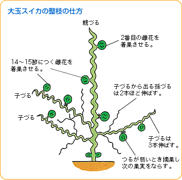 スイカ 野菜 山田式家庭菜園教室 Dr 藤目改訂版 調べる タキイ種苗株式会社