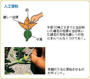 スイカ 野菜 山田式家庭菜園教室 Dr 藤目改訂版 調べる タキイ種苗株式会社